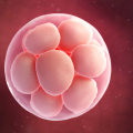 Compensating an Egg Donor: What to Consider