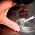 Understanding Blastocyst Culture in IVF