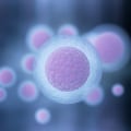 Exploring the Implications of Multiples on IVF Success Rates